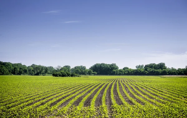 depositphotos_27548893-stock-photo-organic-farm-land-with-green