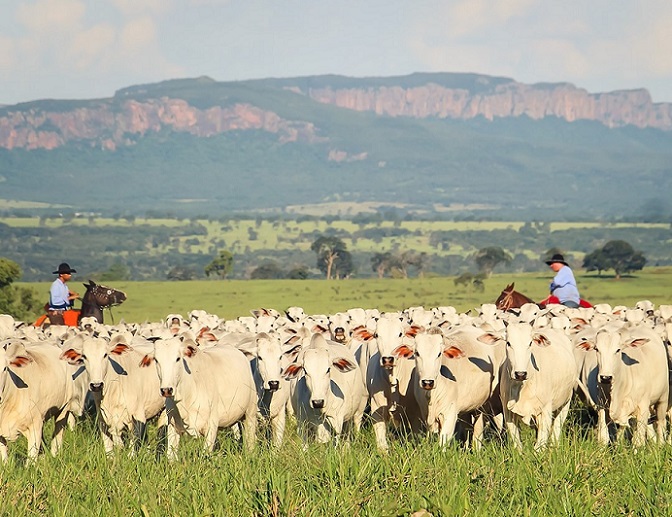 dia-de-campo-online-recria-ambiente-fazendas-iconicas-da-pecuaria-de-corte-na-internet